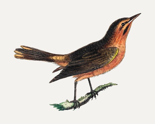 Vintage vogelsticker, dierenillustratievector, geremixt van de kunstwerken van George Edwards