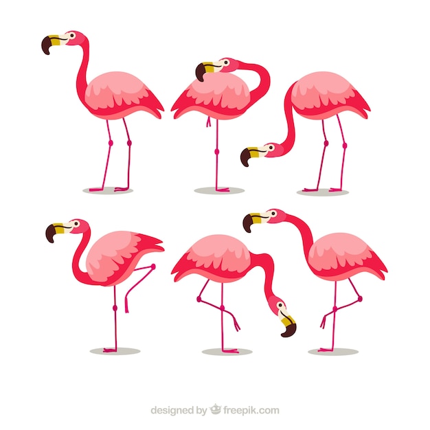 Gratis vector vlakke flamingo'sinzameling in verschillende stellen