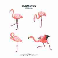 Gratis vector vlakke flamingo'sinzameling in verschillende stellen