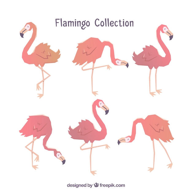 Vlakke flamingo&#39;sinzameling in verschillende stellen