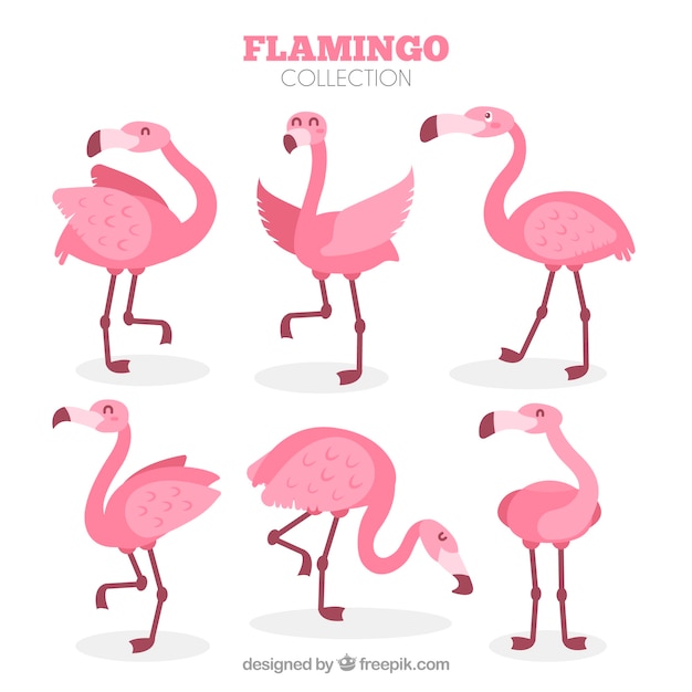 Gratis vector vlakke flamingo'sinzameling in verschillende stellen