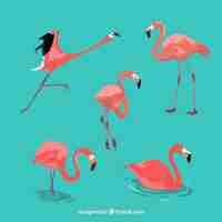 Gratis vector vlakke flamingo'sinzameling in verschillende stellen