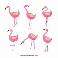 Gratis vector vlakke flamingo'sinzameling in verschillende stellen