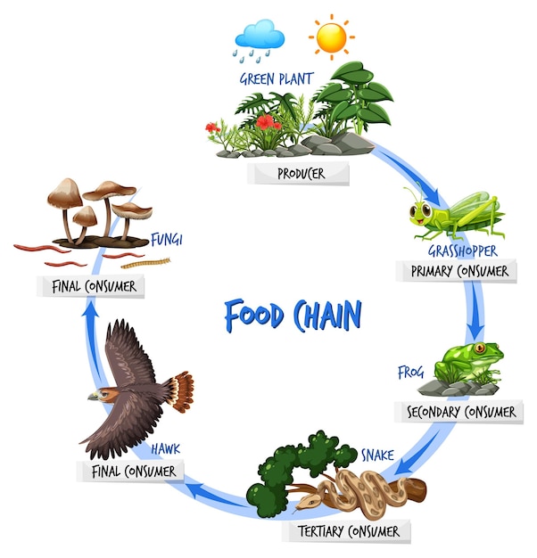 Gratis vector voedselketen diagram concept