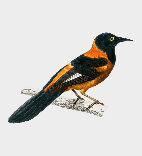 Vogel