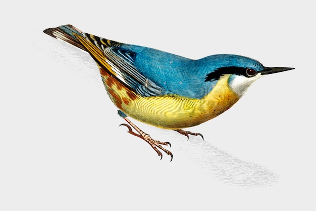 Vogel