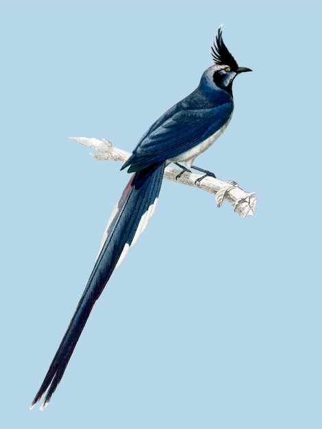 Gratis vector vogel