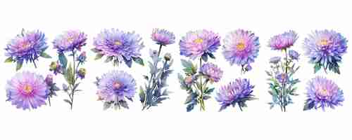 Gratis vector waterverf chrysanthemum clipart