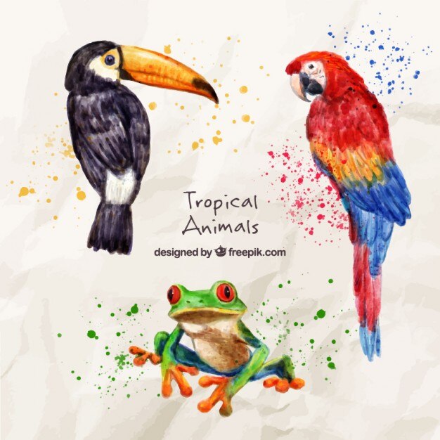 Gratis Vector waterverf het exotische vogels met een kikker