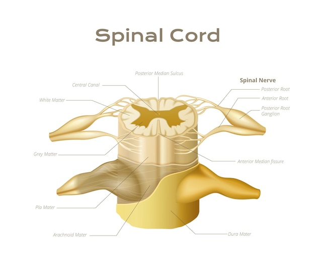 Gratis vector wervels ruggenmerg anatomie infographics met medische educatieve weergave van wervelkolom segment met bewerkbare tekstbijschriften vectorillustratie