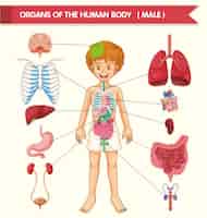 Gratis vector wetenschappelijke medische illustratie van de organen van het menselijk lichaam