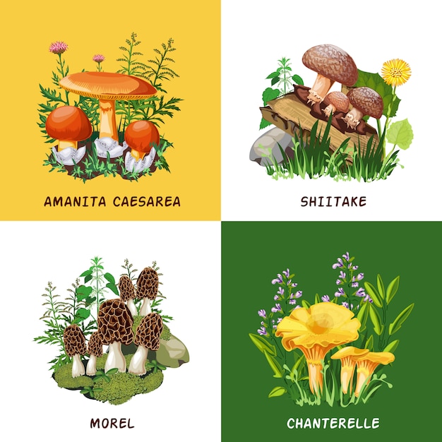 Gratis vector wild champignons ontwerpconcept