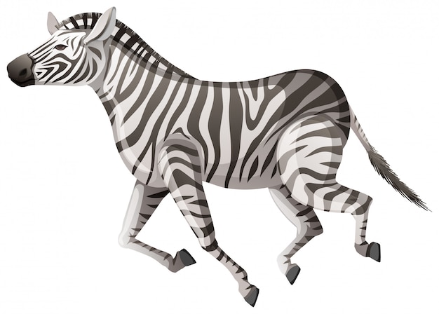 Wilde zebra die op wit loopt