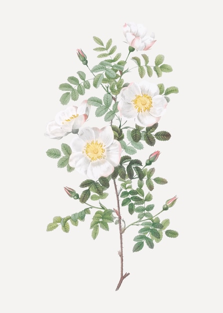 Gratis vector witte rozen met een burnet