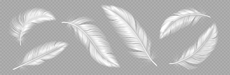 Gratis Vector witte zachte veren vogel verenset