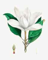 Gratis vector witte zuidelijke magnolia