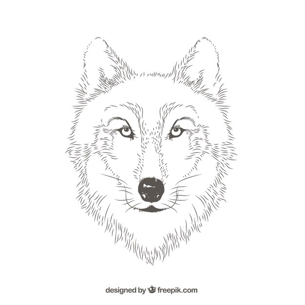 Wolf portret lijnen