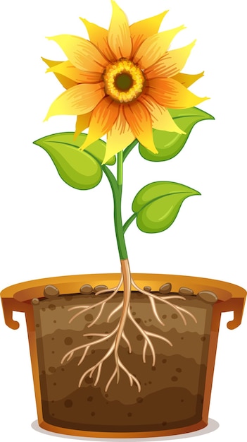 Gratis vector zonnebloem in aarden pot op witte achtergrond