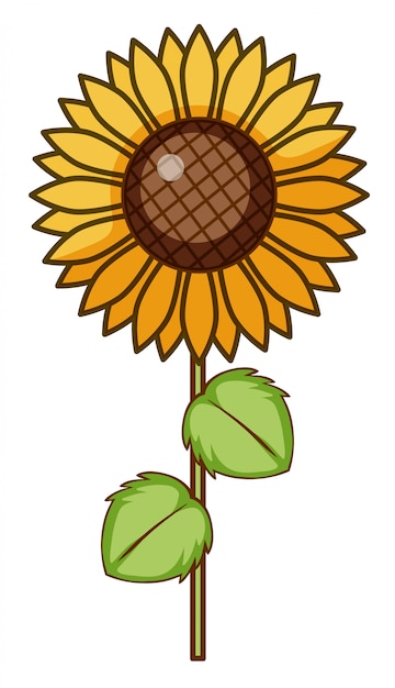 Gratis vector zonnebloem op witte achtergrond