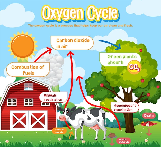 Gratis vector zuurstofcyclusdiagram voor wetenschappelijk onderwijs