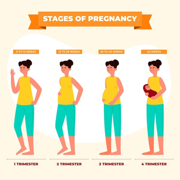 Zwangerschap stadia illustratie concept