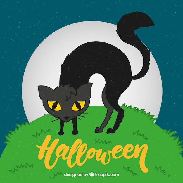 Zwarte kat op de grasachtergrond