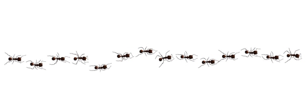 Zwarte mier trail werkende insecten curve groep silhouetten geïsoleerd op een witte achtergrond
